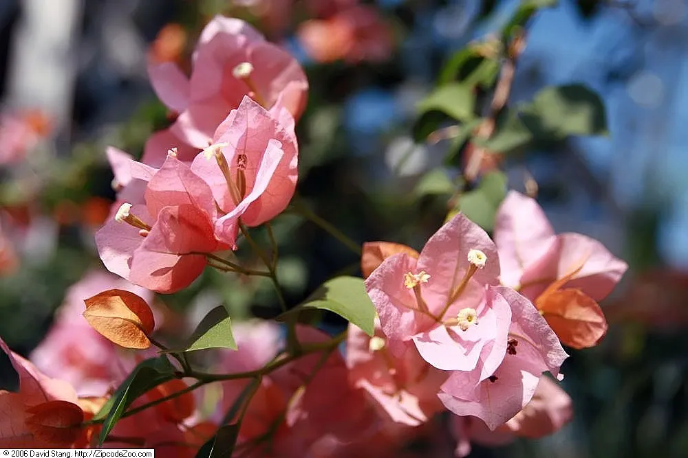 Bougainvillea Cultivars (Bougainvillea Cvs.) — Mature sizes vary by species and form; are remarkably drought tolerant