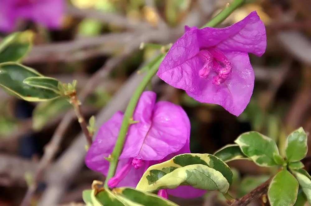 Bougainvillea Cultivars (Bougainvillea Cvs.) — These bracts surround the true flowers