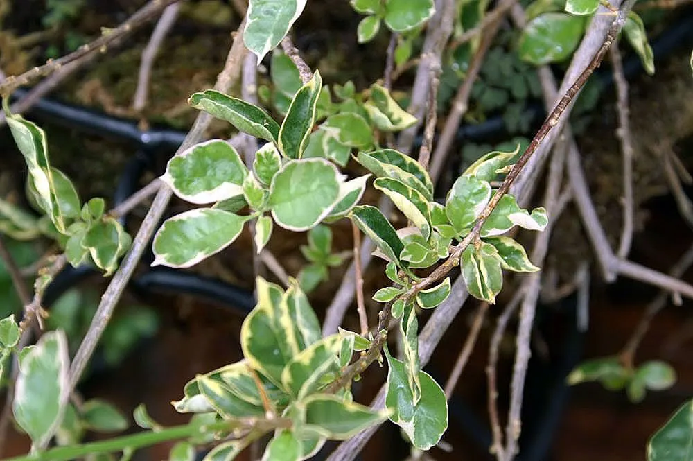 Bougainvillea Cultivars (Bougainvillea Cvs.) — enthuse with vibrant bracts in pink, purple, red, or orange hues, framing modest flowers; they're, image 61