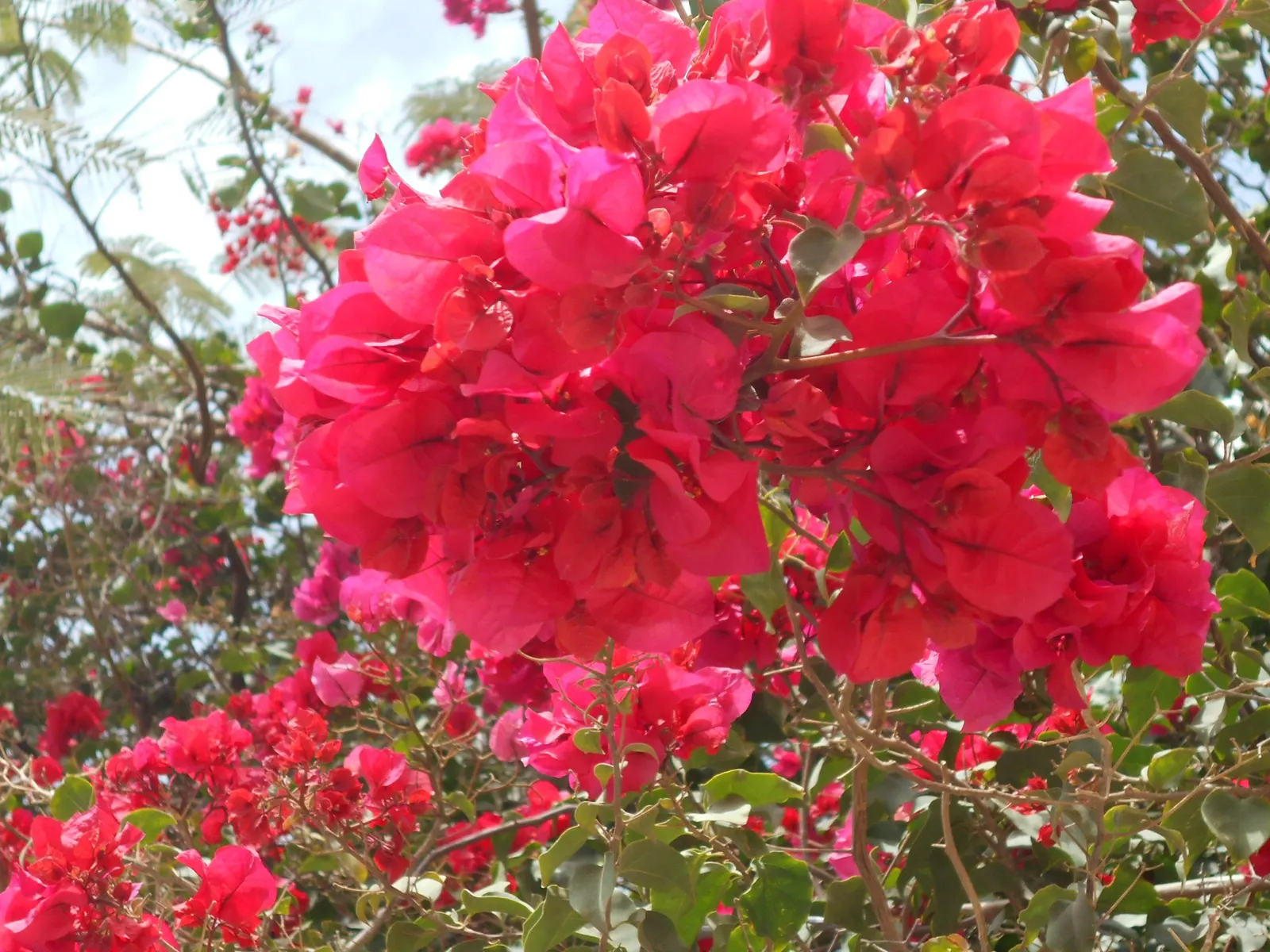 Bougainvillea Cultivars (Bougainvillea Cvs.) — ranging from a compact 3 feet in height and spread for dwarf varieties; they can bring a garden to life and