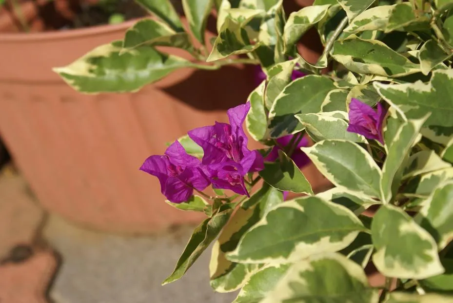 Bougainvillea Cultivars (Bougainvillea Cvs.) — These vigorous vines/sturdy shrubs, ideal for trellises or walls, can reach 15-40 ft; which are tiny and