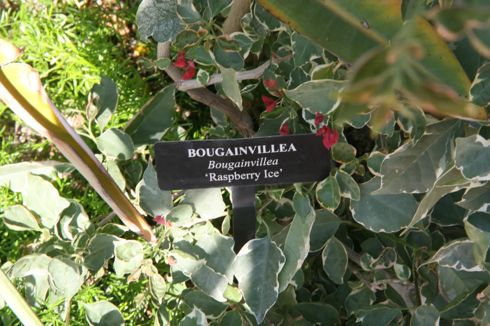 Bougainvillea Cultivars (Bougainvillea Cvs.) — When adding these to your garden; commonly referred to as Bougainvillea cvs.
