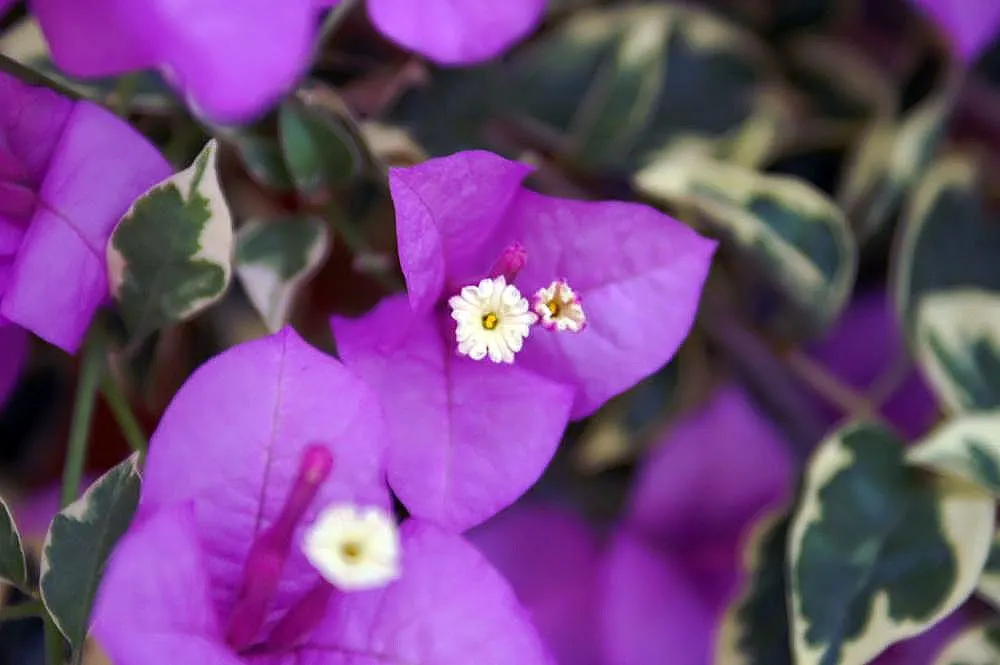 Bougainvillea Cultivars (Bougainvillea Cvs.) — offer a robust option for clients who seek a low-maintenance yet stunning focal point in their, image 84