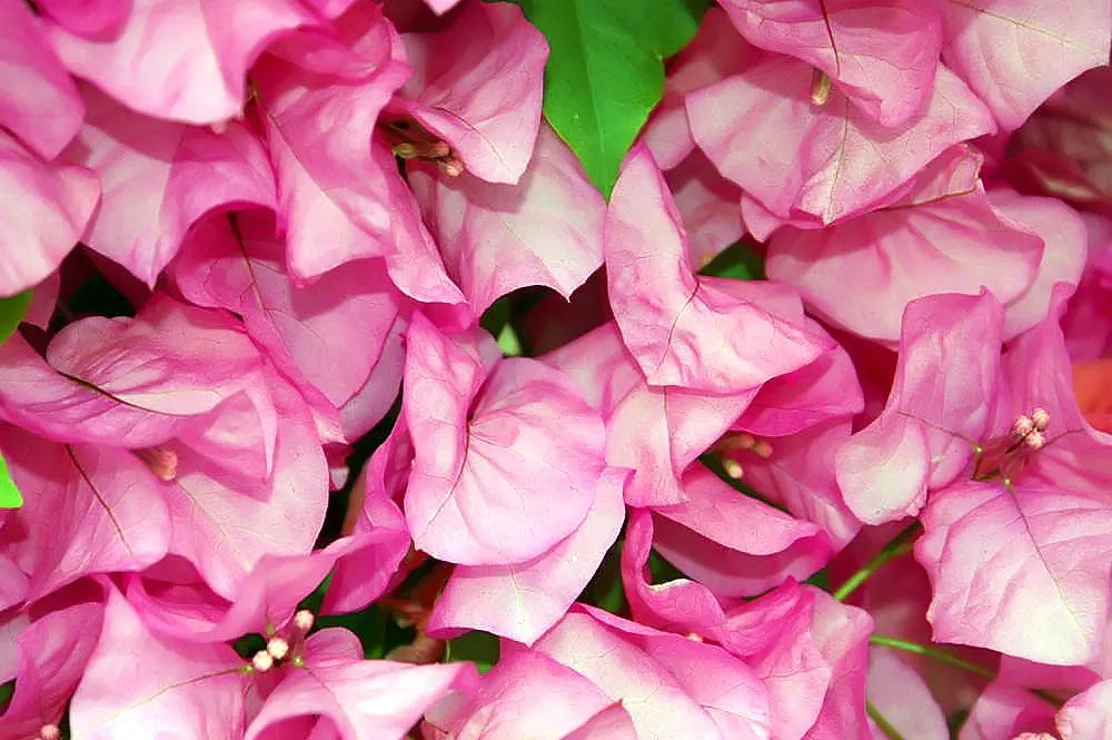 Bougainvillea Cultivars (Bougainvillea Cvs.) — commonly referred to as Bougainvillea cvs.; when adding these to your garden, image 98