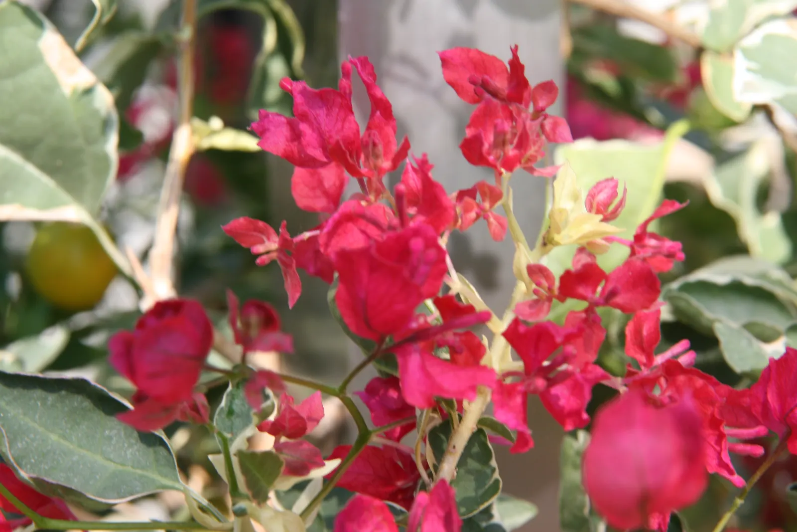 Bougainvillea Cultivars (Bougainvillea Cvs.) — provide a vibrant and versatile addition to any landscape design; shrub / vine for full or half, image 69
