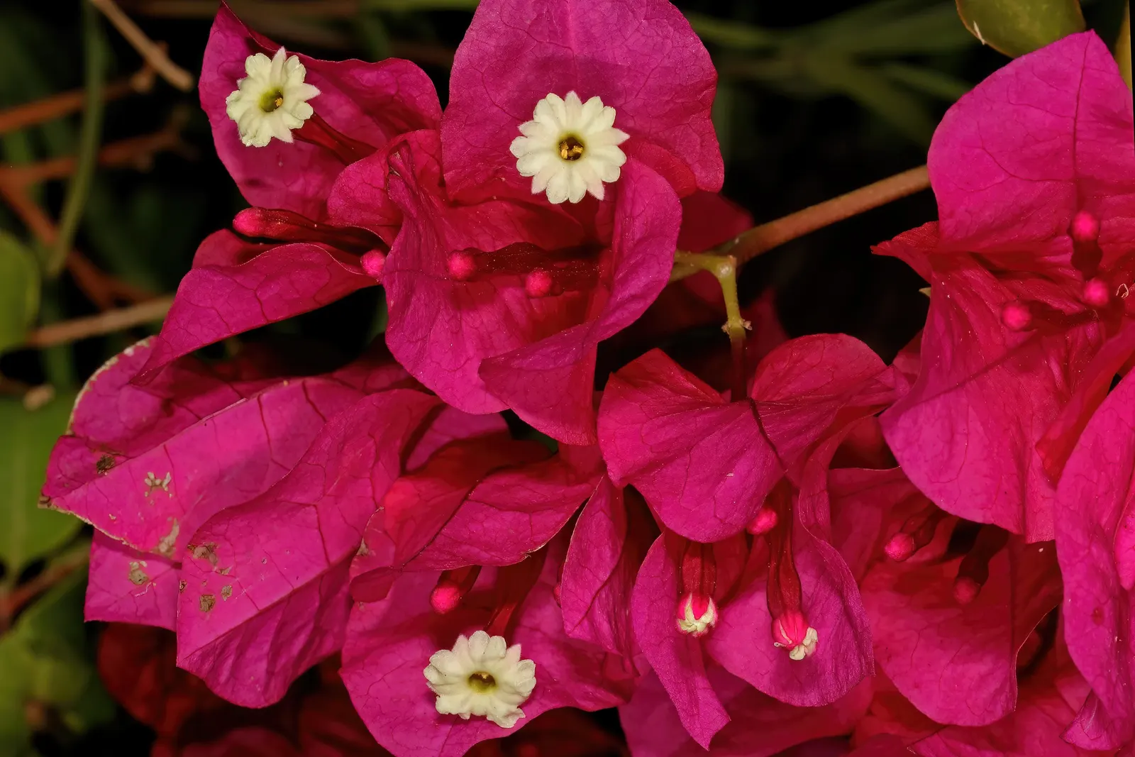 Bougainvillea Cultivars (Bougainvillea Cvs.) — red flowers in the garden
