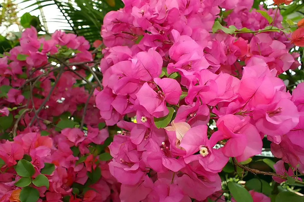 Bougainvillea Cultivars (Bougainvillea Cvs.) — With their vibrant colors and various forms; regular pruning is beneficial and will encourage a, image 85