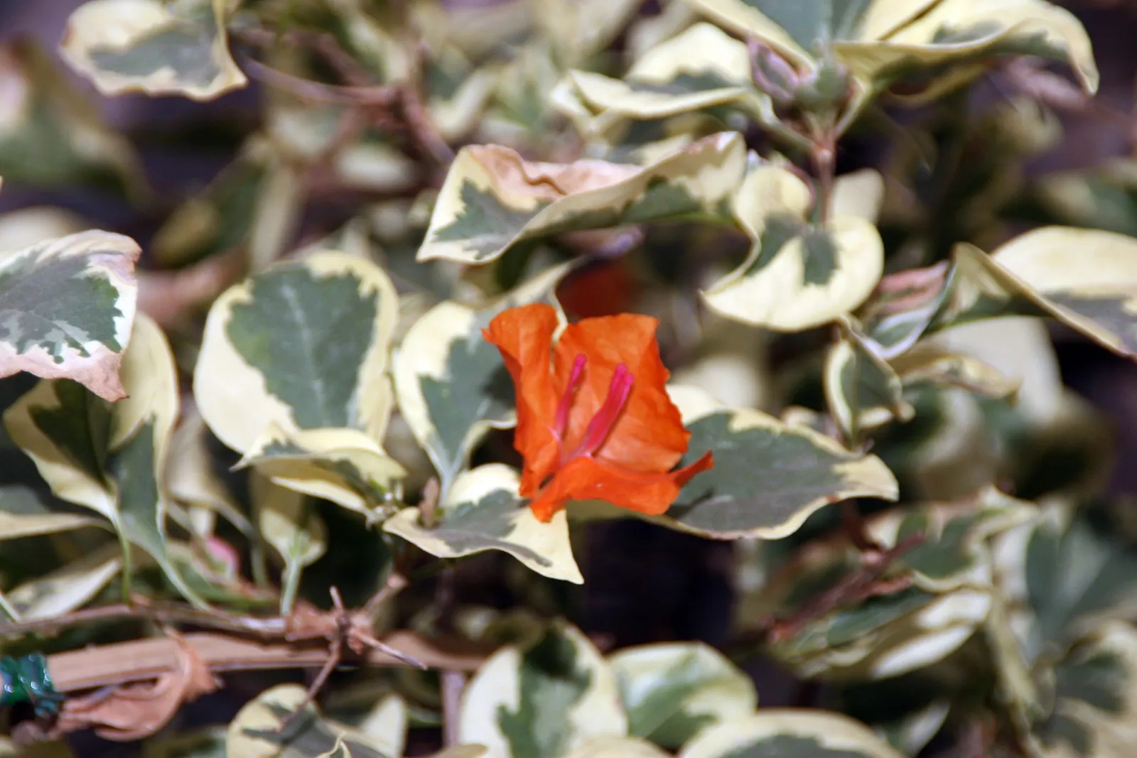 Bougainvillea Cultivars (Bougainvillea Cvs.) — are remarkably drought tolerant
