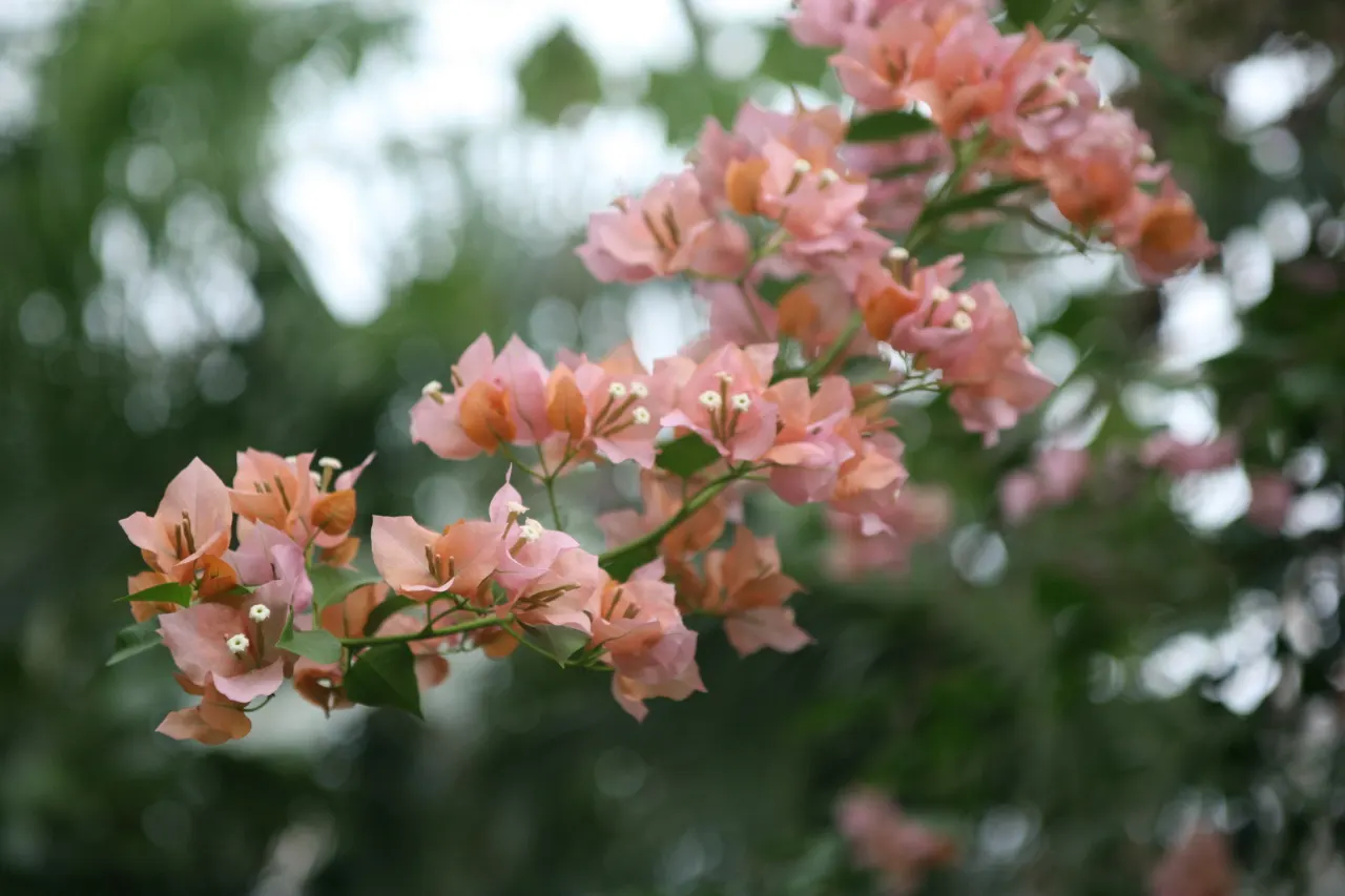 Bougainvillea Cultivars (Bougainvillea Cvs.) — shrub / vine for full or half; while their drought resistance makes them a suitable choice for water-conscious