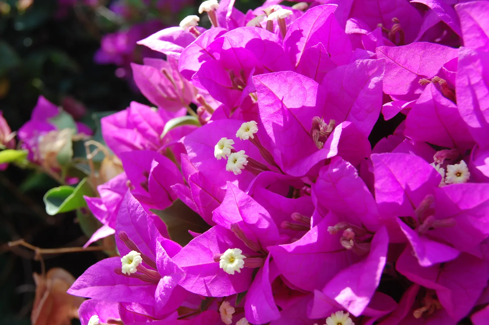 Bougainvillea Cultivars (Bougainvillea Cvs.) — they can bring a garden to life and provide year-round interest; shrub / vine with red blooms, image 86