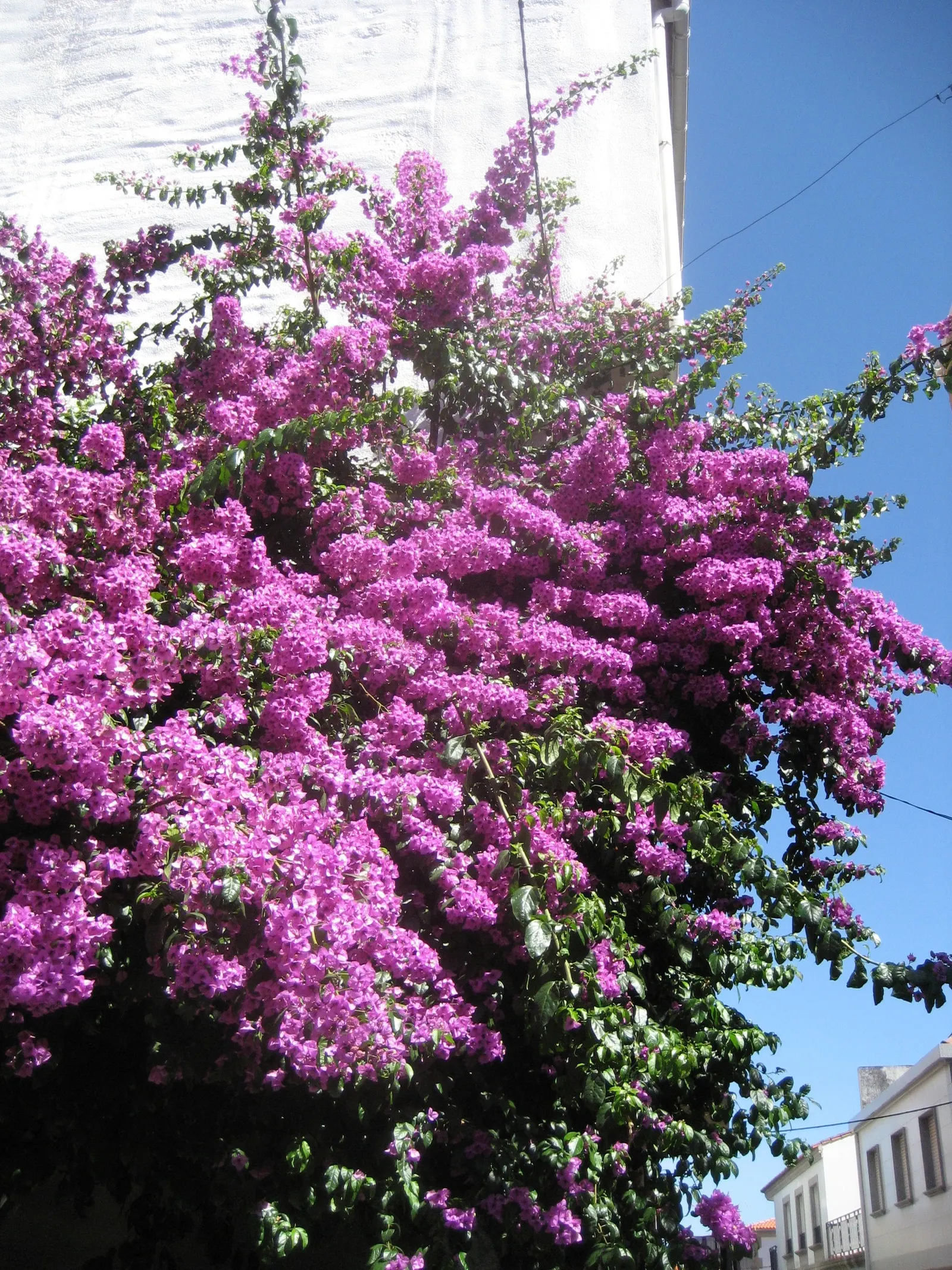 Bougainvillea Cultivars (Bougainvillea Cvs.) — enthuse with vibrant bracts in pink, purple, red, or orange hues, framing modest flowers; they're