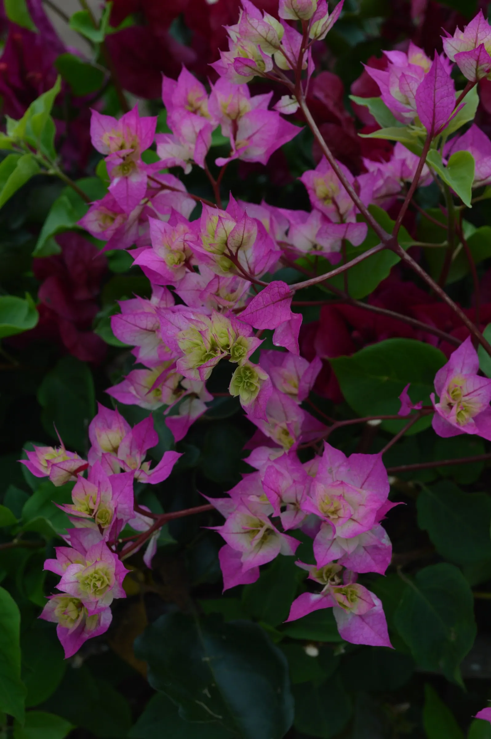 Bougainvillea Cultivars (Bougainvillea Cvs.) — Mature sizes vary by species and form