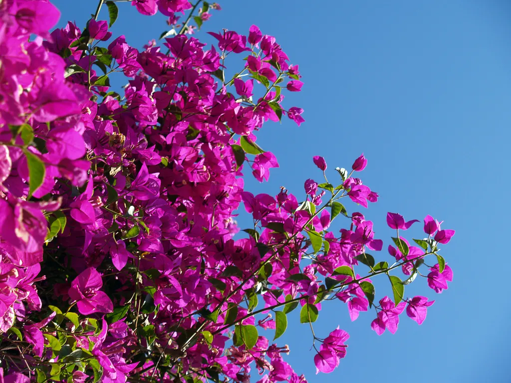 Bougainvillea Cultivars (Bougainvillea Cvs.) — Note: blooming cycles can be encouraged by restricting water; provide a vibrant and versatile addition to any