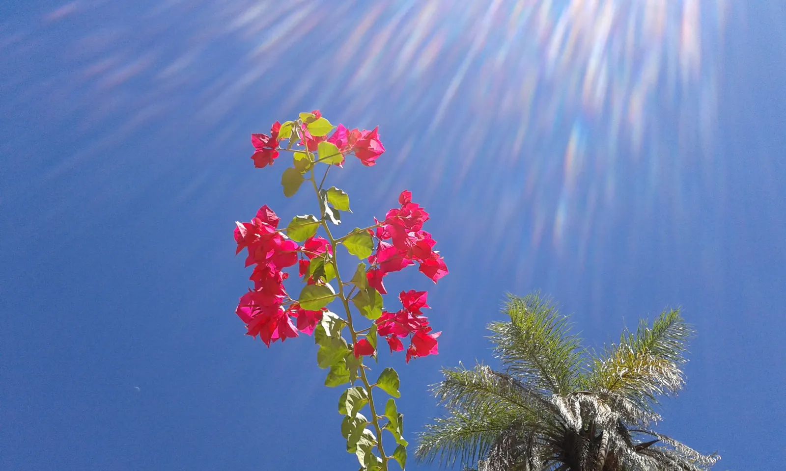 Bougainvillea Cultivars (Bougainvillea Cvs.) — For a more dramatic effect; red flowers in the garden, image 73