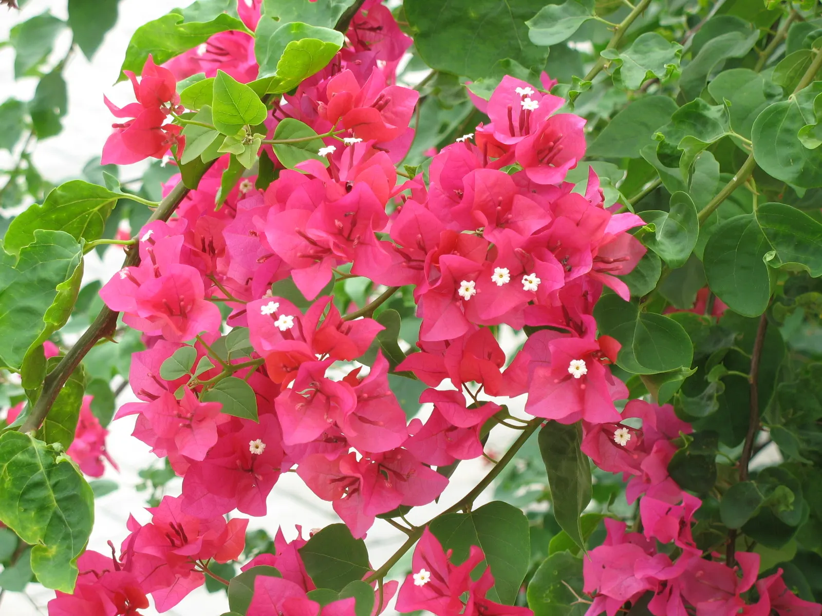Bougainvillea Cultivars (Bougainvillea Cvs.) — regular pruning is beneficial and will encourage a denser growth habit and more abundant blooms, image 82