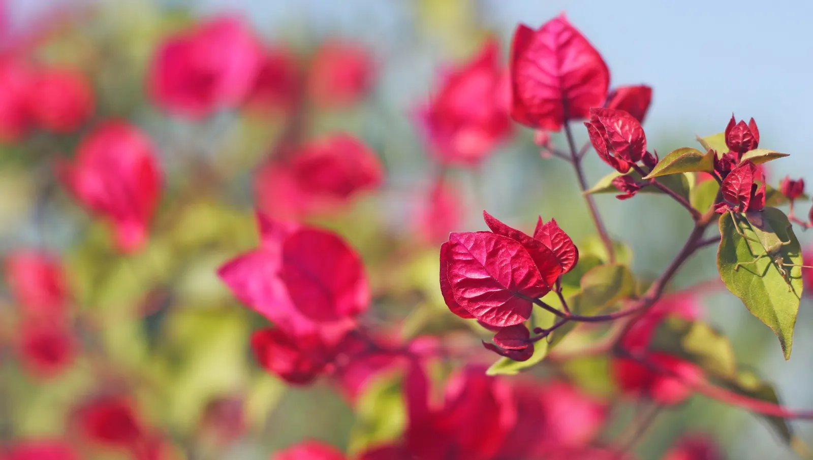 Bougainvillea Cultivars (Bougainvillea Cvs.) — commonly referred to as Bougainvillea cvs.; when adding these to your garden, image 68