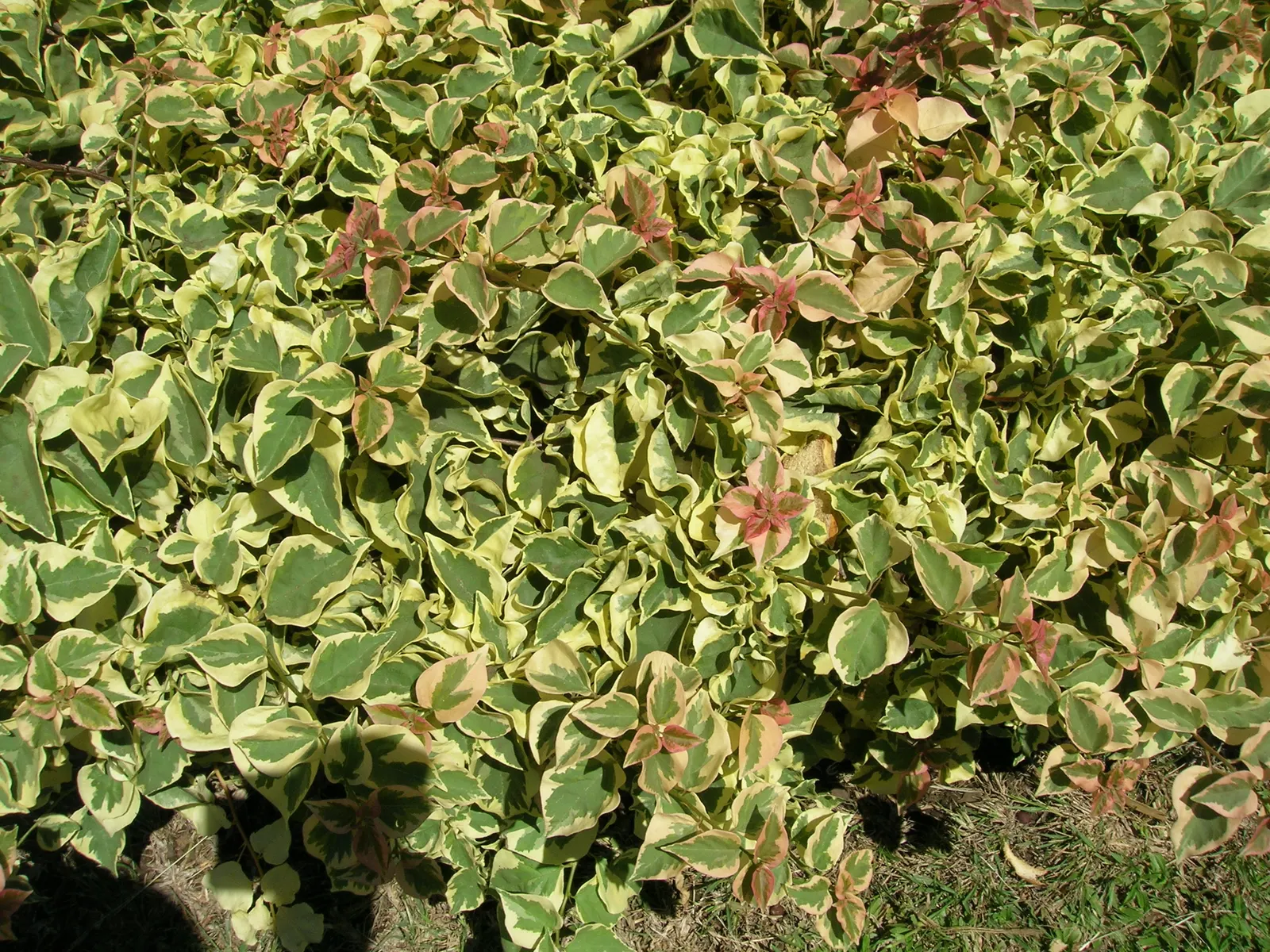 Bougainvillea Cultivars (Bougainvillea Cvs.) — commonly referred to as Bougainvillea cvs.; when adding these to your garden