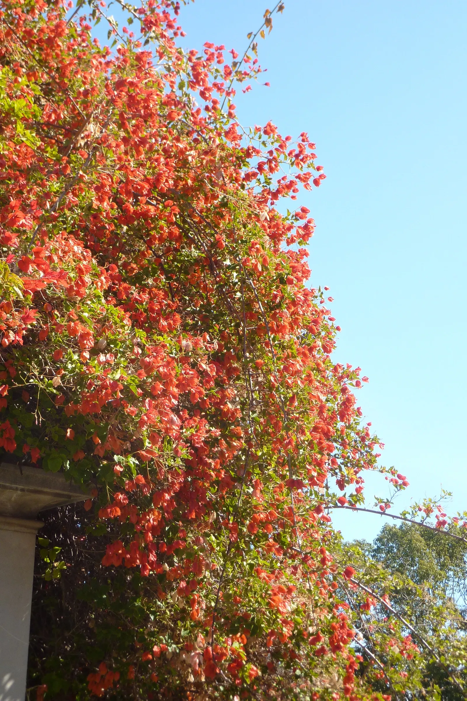 Bougainvillea Cultivars (Bougainvillea Cvs.) — When adding these to your garden; commonly referred to as Bougainvillea cvs., image 83