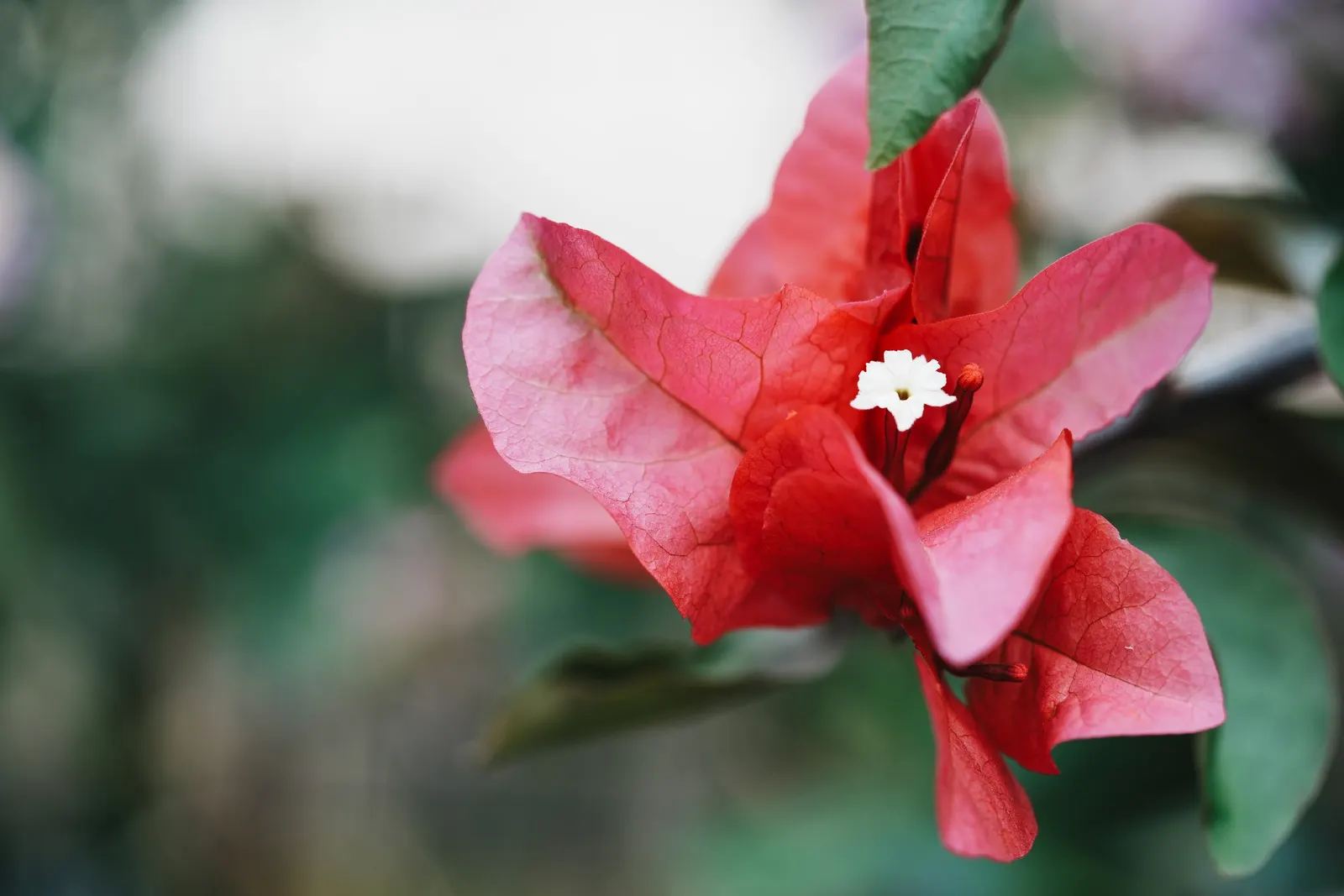 Bougainvillea Cultivars (Bougainvillea Cvs.) — are remarkably drought tolerant; these bracts surround the true flowers