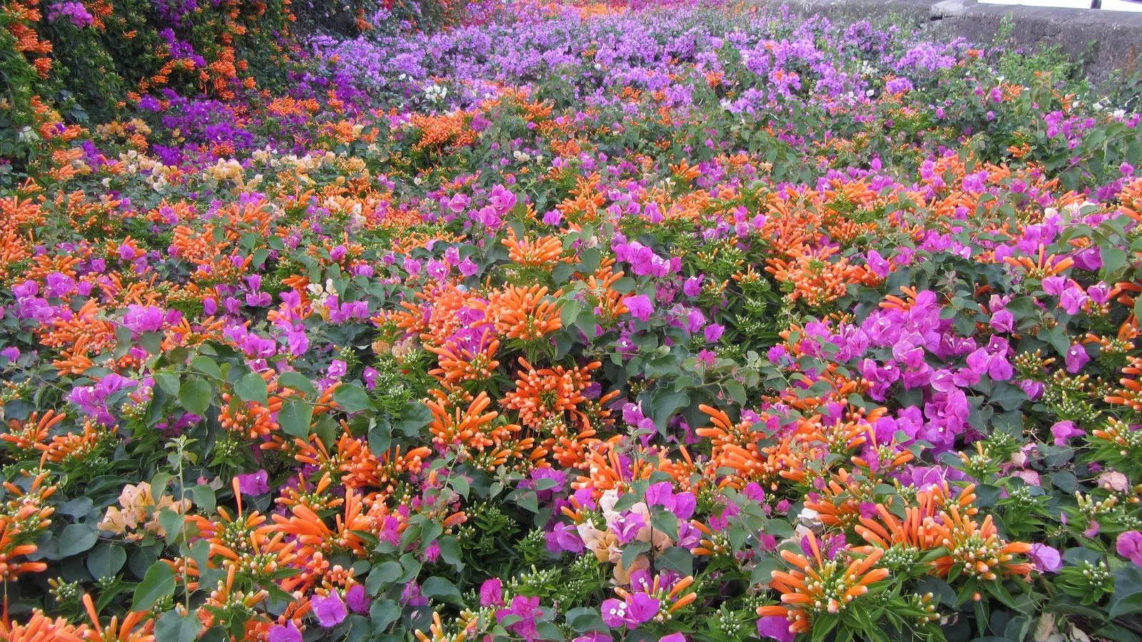 Bougainvillea Cultivars (Bougainvillea Cvs.) — With their vibrant colors and various forms