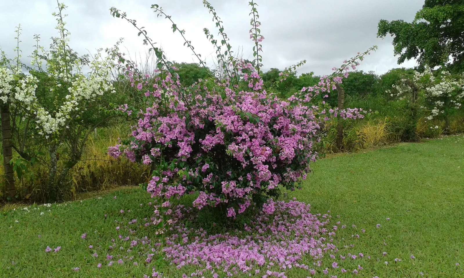 Bougainvillea Cultivars (Bougainvillea Cvs.) — are remarkably drought tolerant; these bracts surround the true flowers, image 79