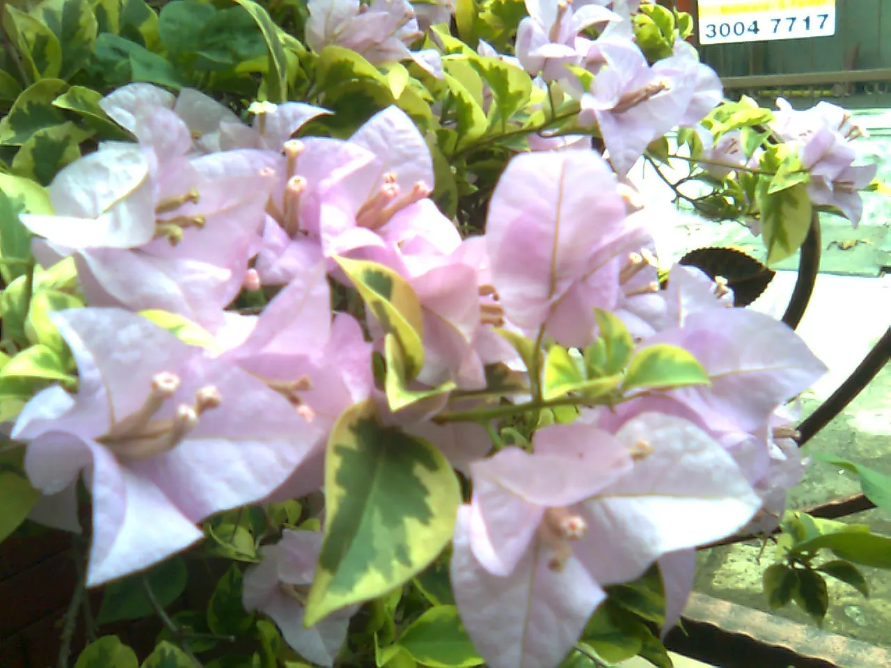 Bougainvillea Cultivars (Bougainvillea Cvs.) — They're drought-tolerant once established, needing minimal care; with their vibrant colors and, image 64