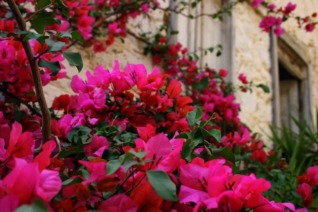 Bougainvillea Cultivars (Bougainvillea Cvs.) — These vigorous vines/sturdy shrubs, ideal for trellises or walls, can reach 15-40 ft; which are tiny, image 62