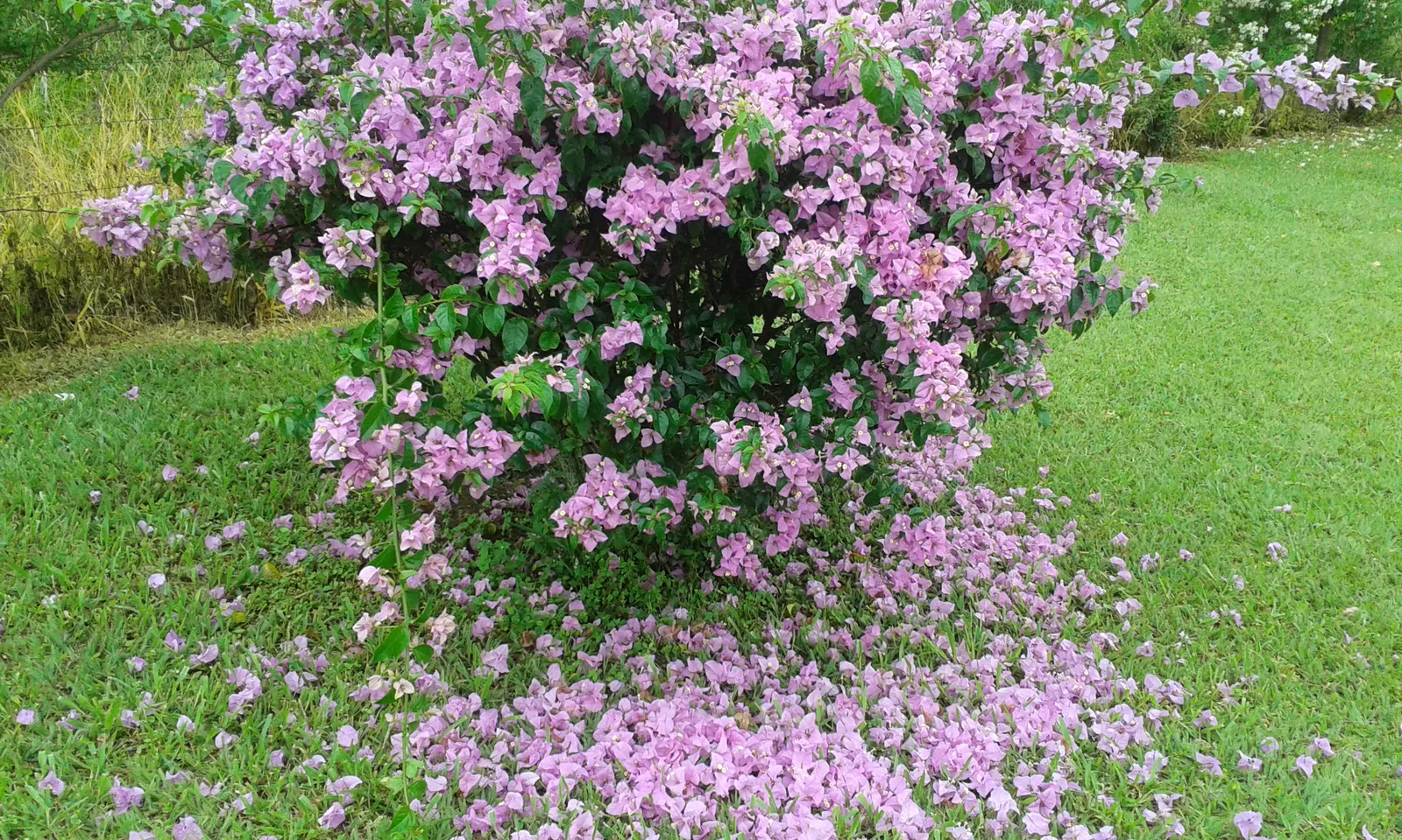 Bougainvillea Cultivars (Bougainvillea Cvs.) — while their drought resistance makes them a suitable choice for water-conscious landscapes; note, image 87