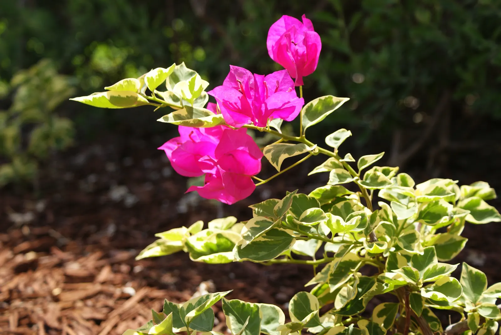 Bougainvillea Cultivars (Bougainvillea Cvs.) — They're drought-tolerant once established, needing minimal care; with their vibrant colors and various forms