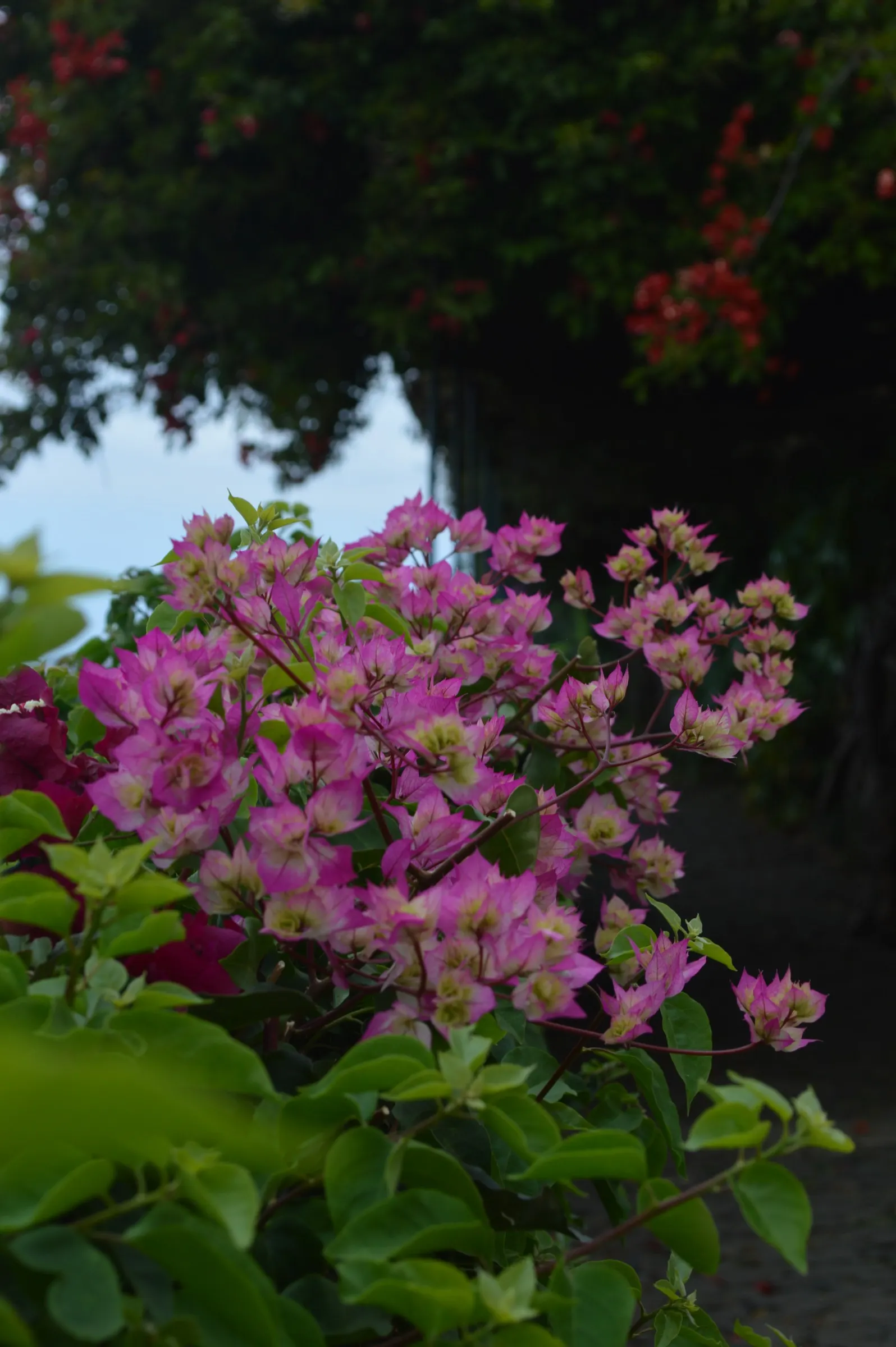 Bougainvillea Cultivars (Bougainvillea Cvs.) — Frost-sensitive, thrive in USDA zones 9-11