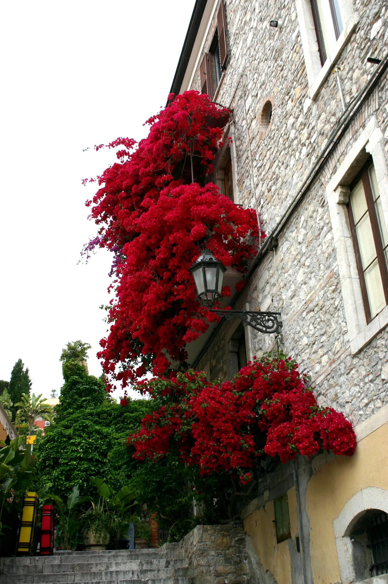 Bougainvillea Cultivars (Bougainvillea Cvs.) — Note: blooming cycles can be encouraged by restricting water; provide a vibrant and versatile, image 96
