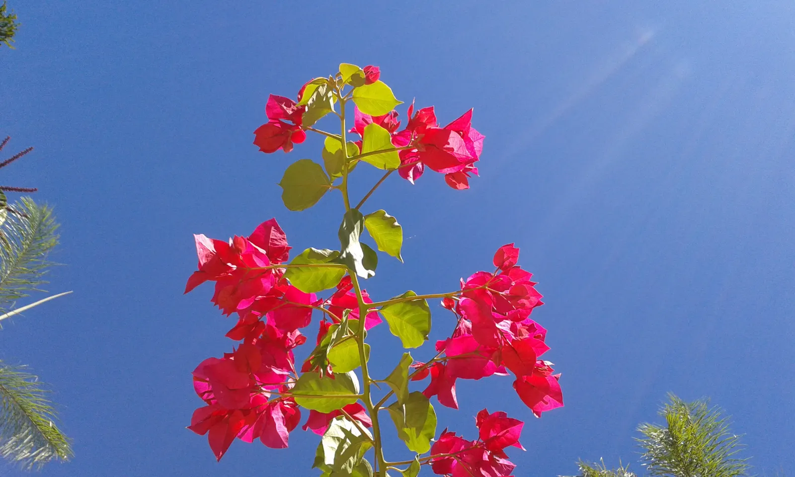 Bougainvillea Cultivars (Bougainvillea Cvs.) — These bracts surround the true flowers; frost-sensitive, thrive in USDA zones 9-11, image 70