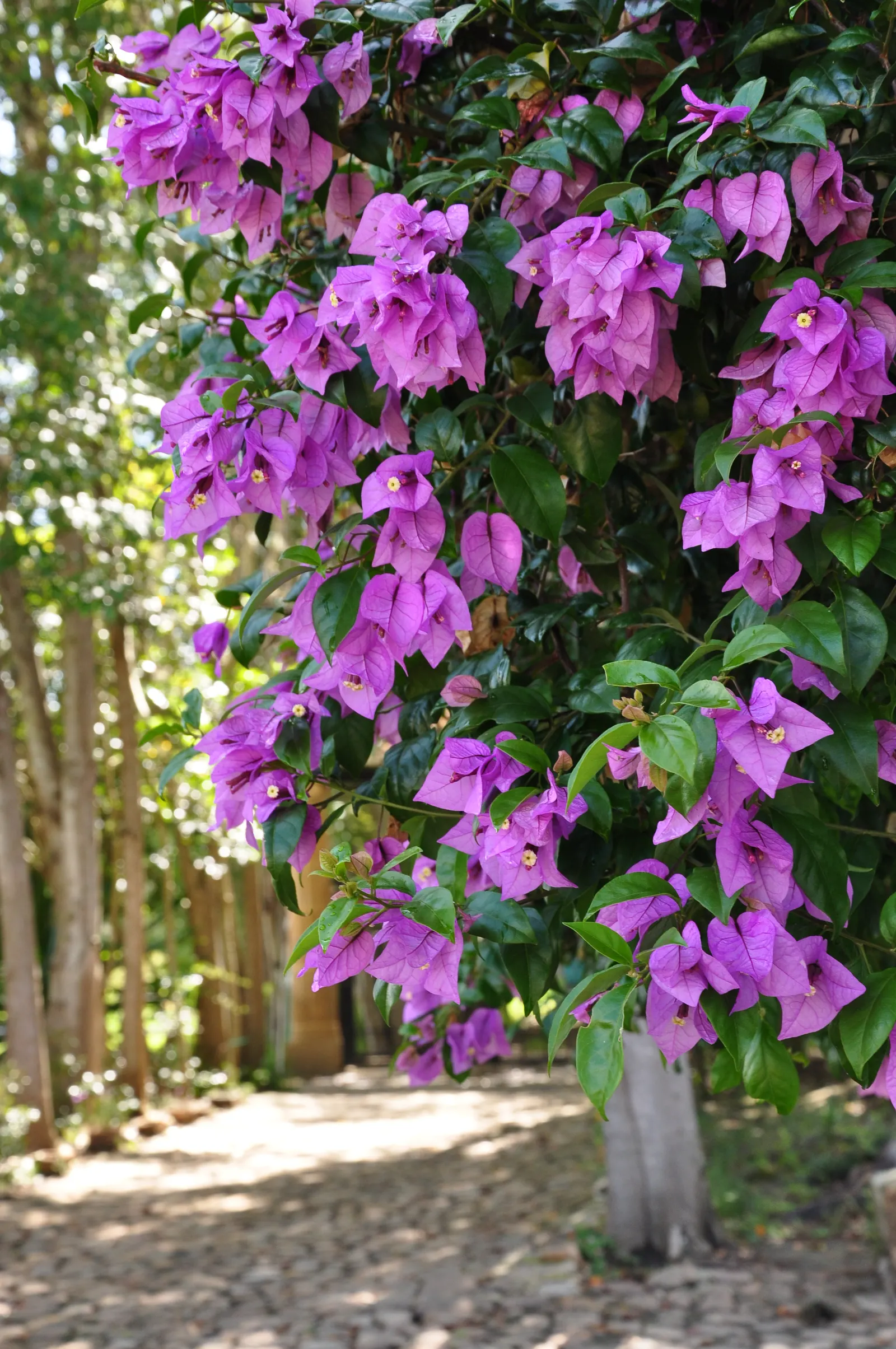 Bougainvillea Cultivars (Bougainvillea Cvs.) — which are tiny and white.<br><br>When planning your design; they can be allowed to climb over, image 101
