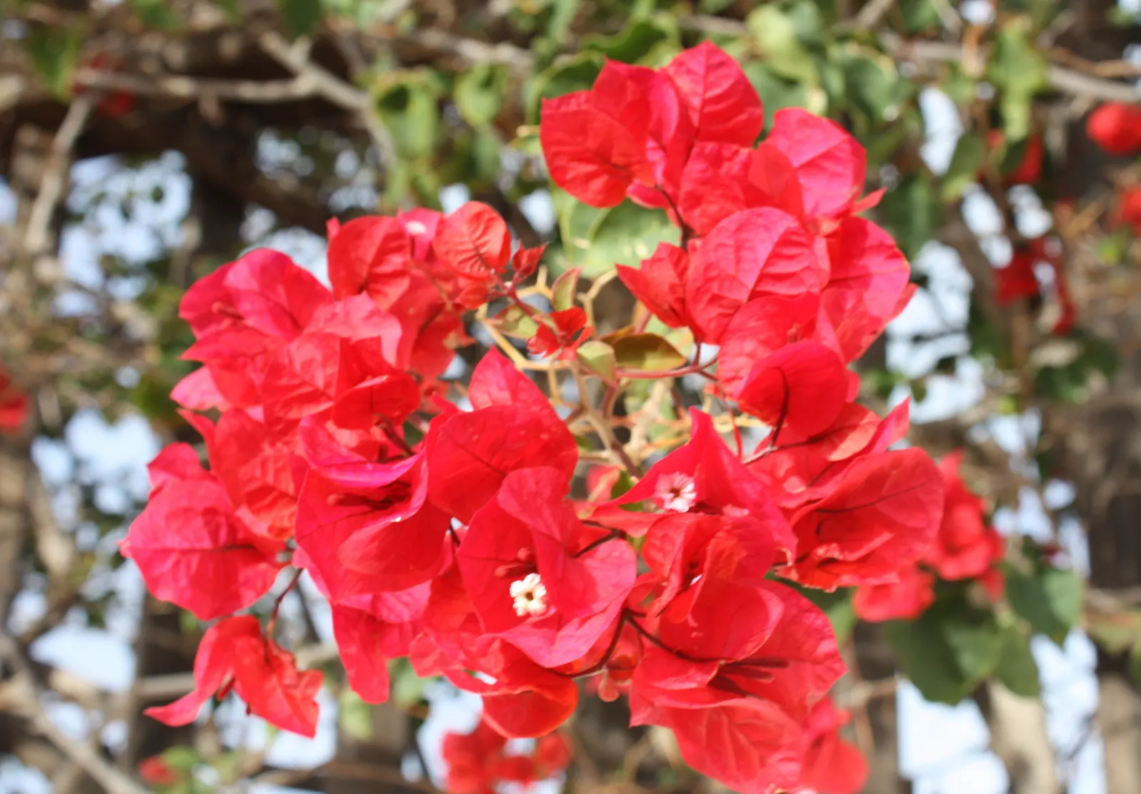 Bougainvillea Cultivars (Bougainvillea Cvs.) — For a more dramatic effect; red flowers in the garden