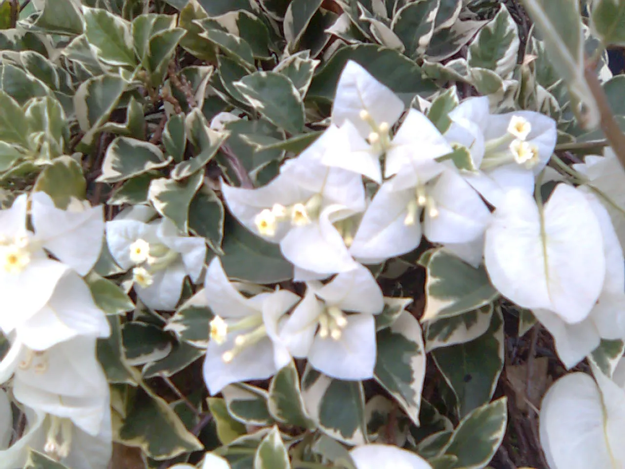 Bougainvillea Cultivars (Bougainvillea Cvs.) — creating a cascading display of color; or can be espaliered against walls and fences, image 75