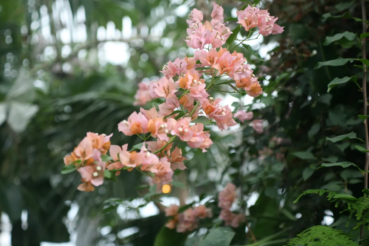 Bougainvillea Cultivars (Bougainvillea Cvs.) — regular pruning is beneficial and will encourage a denser growth habit and more abundant blooms; enthuse with