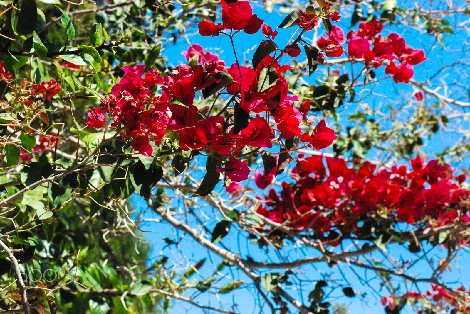 Bougainvillea Cultivars (Bougainvillea Cvs.) — shrub / vine with red blooms; these plants are also relatively frost sensitive, image 89