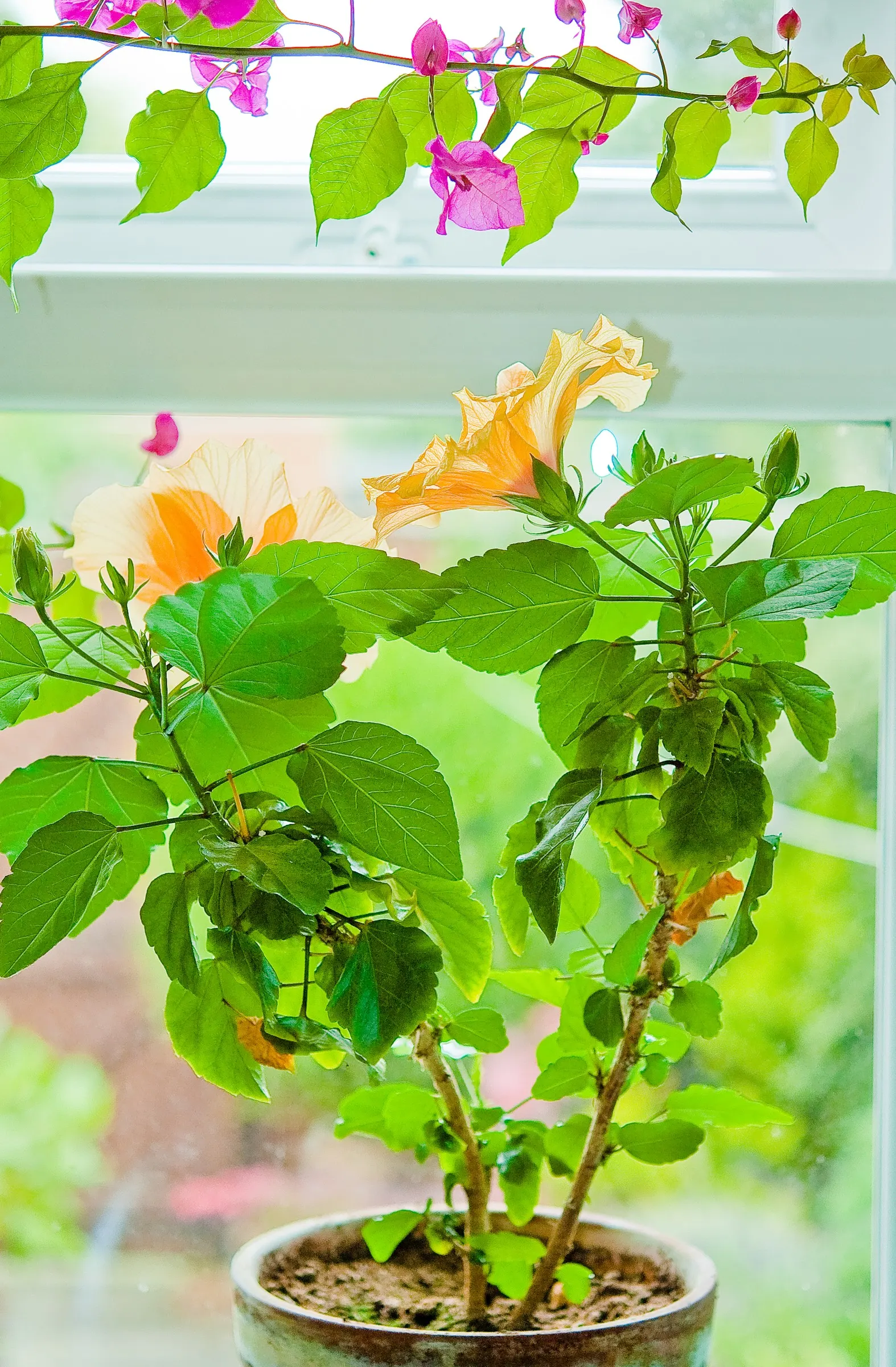 Bougainvillea Cultivars (Bougainvillea Cvs.) — enthuse with vibrant bracts in pink, purple, red, or orange hues, framing modest flowers; they're, image 91