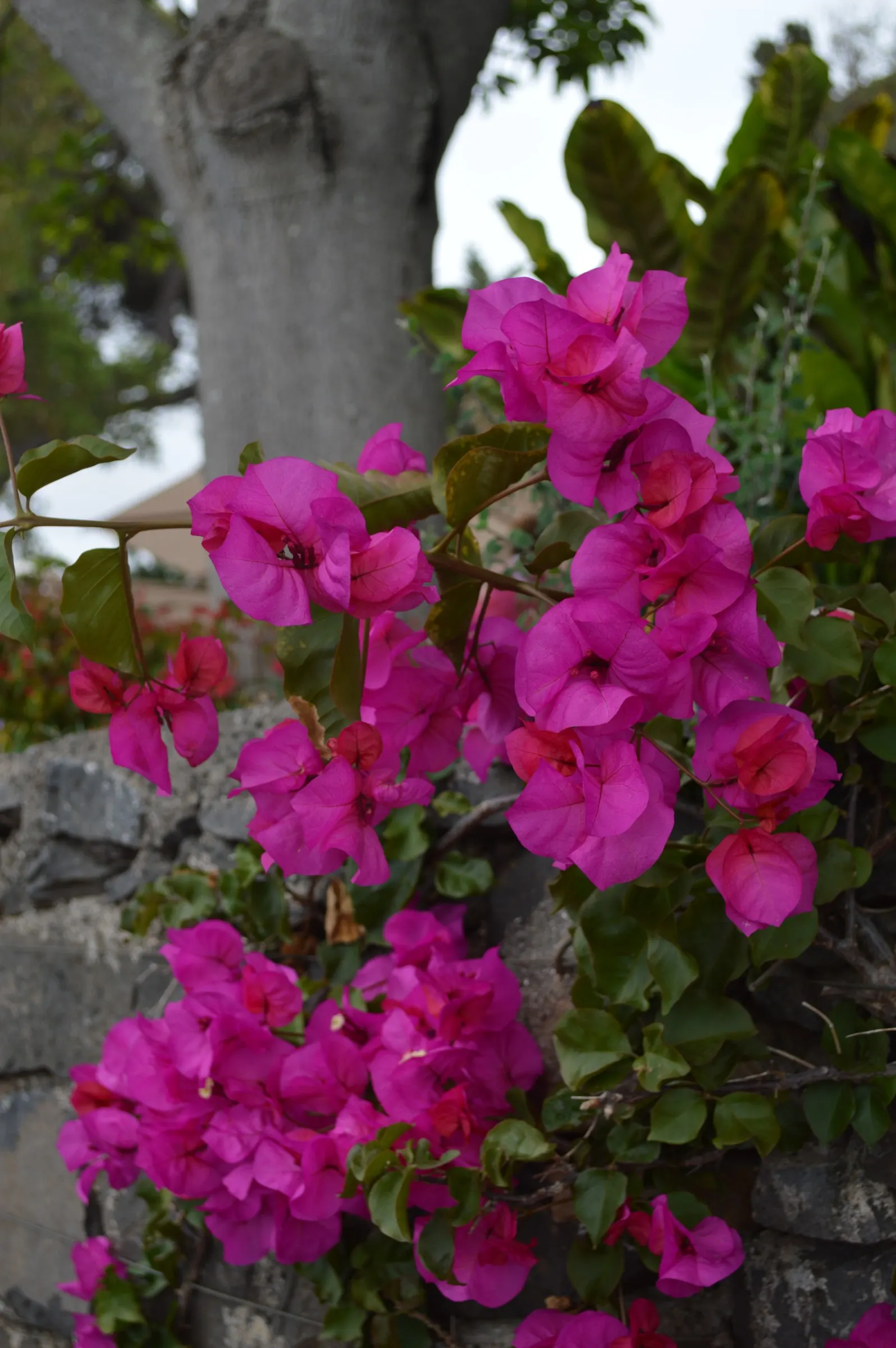 Bougainvillea Cultivars (Bougainvillea Cvs.) — These bracts surround the true flowers; frost-sensitive, thrive in USDA zones 9-11, image 100
