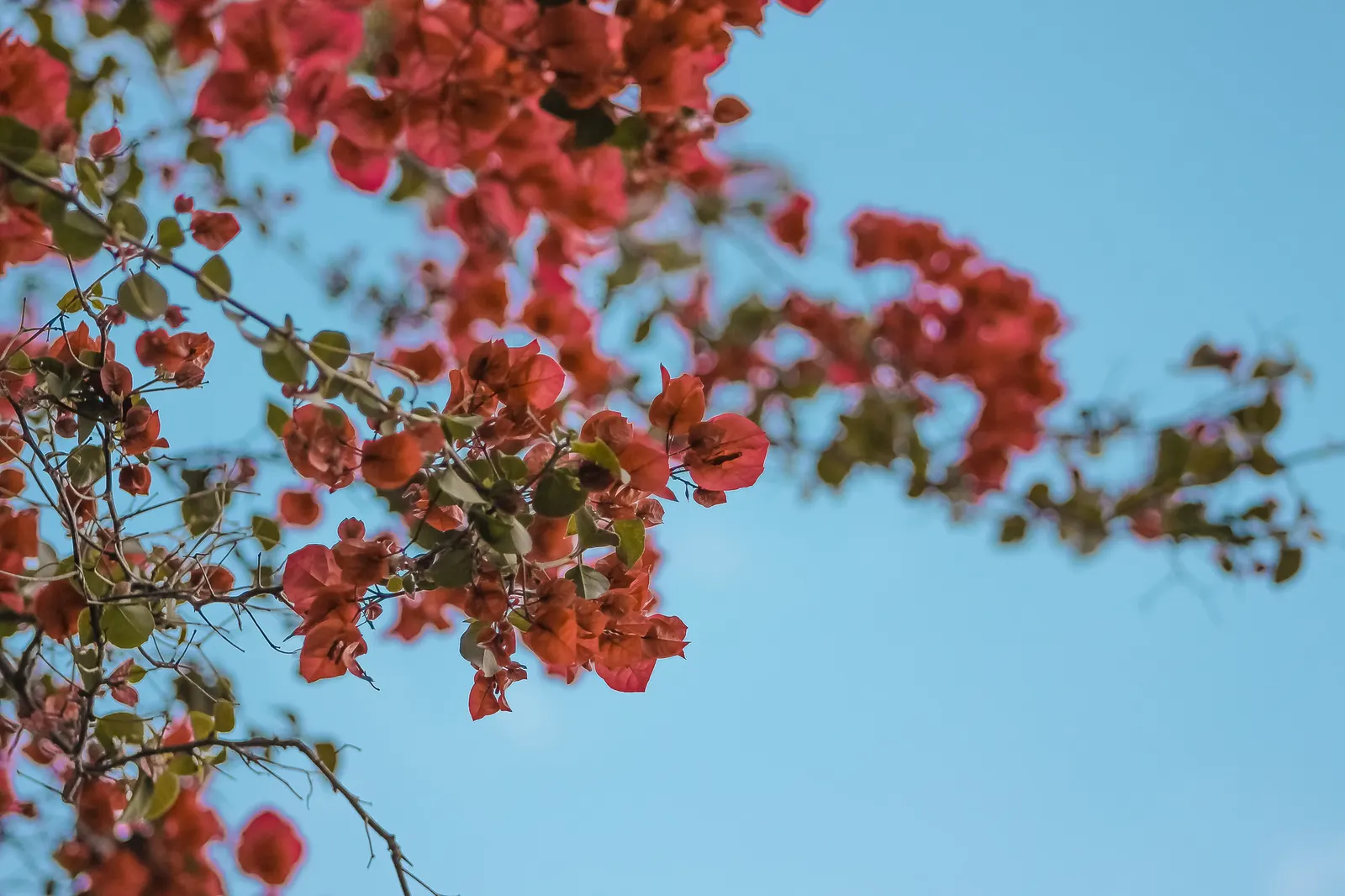 Bougainvillea Cultivars (Bougainvillea Cvs.) — requiring at least 6 hours of direct sunlight a day to promote prolific blooming; provide full sun and