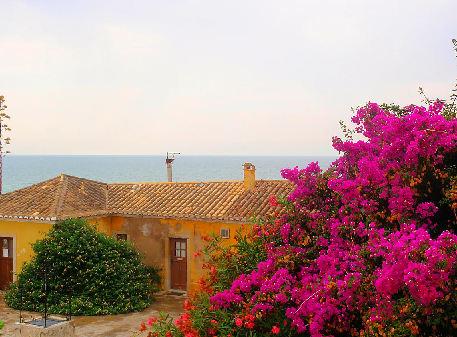 Bougainvillea Cultivars (Bougainvillea Cvs.) — shrub / vine with red blooms; these plants are also relatively frost sensitive