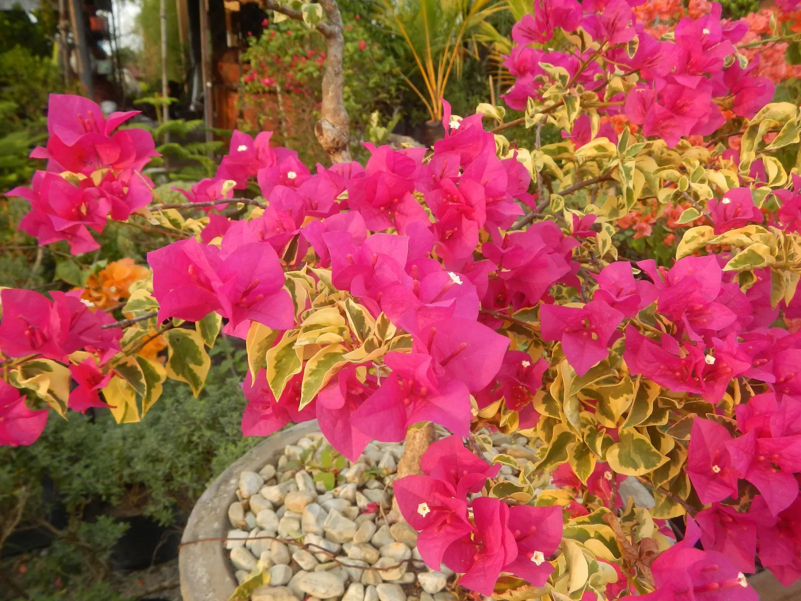 Bougainvillea Cultivars (Bougainvillea Cvs.) — thriving in USDA hardiness zones 9-11.<br><br>Due to their moderate growth rate