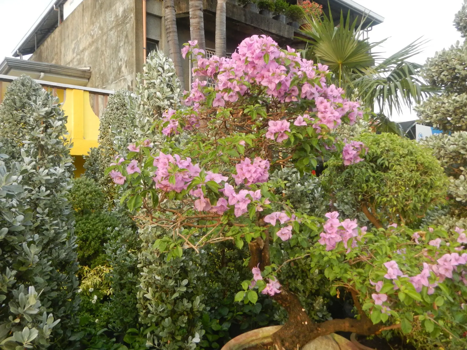 Bougainvillea Cultivars (Bougainvillea Cvs.) — thriving in USDA hardiness zones 9-11.<br><br>Due to their moderate growth rate; offer a robust option for