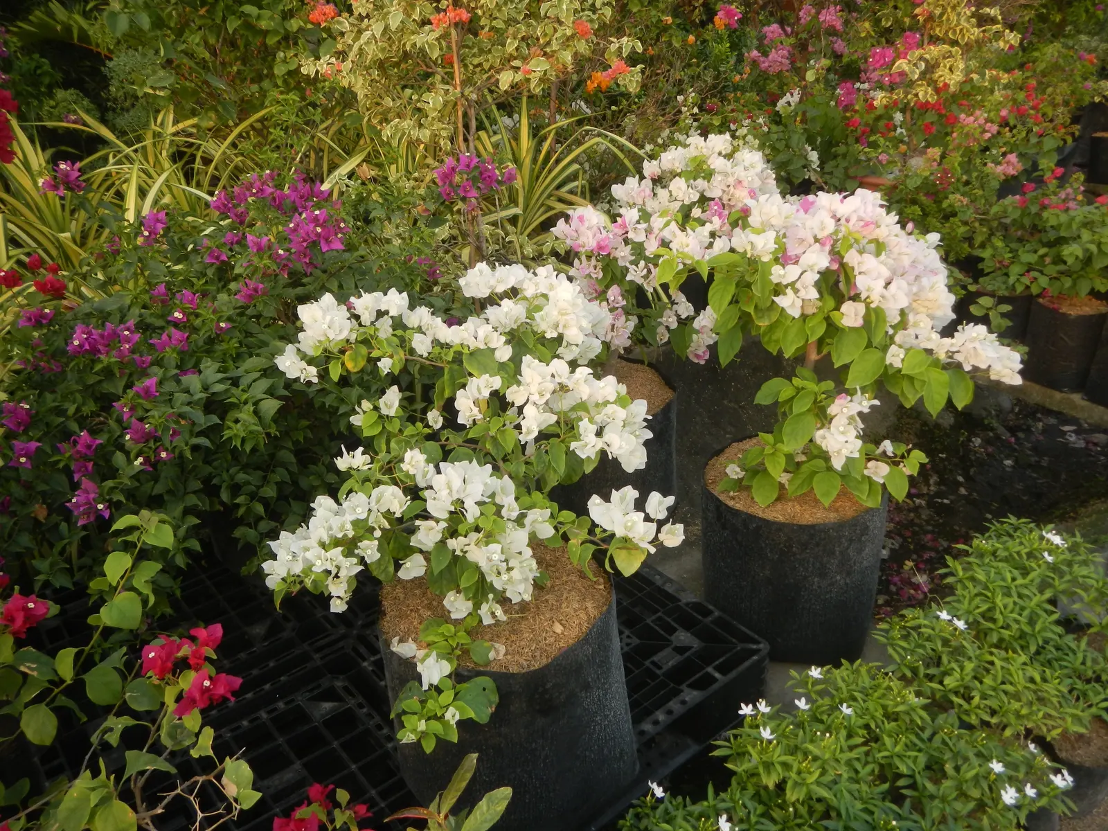 Bougainvillea Cultivars (Bougainvillea Cvs.) — which are tiny and white.<br><br>When planning your design; they can be allowed to climb over, image 71