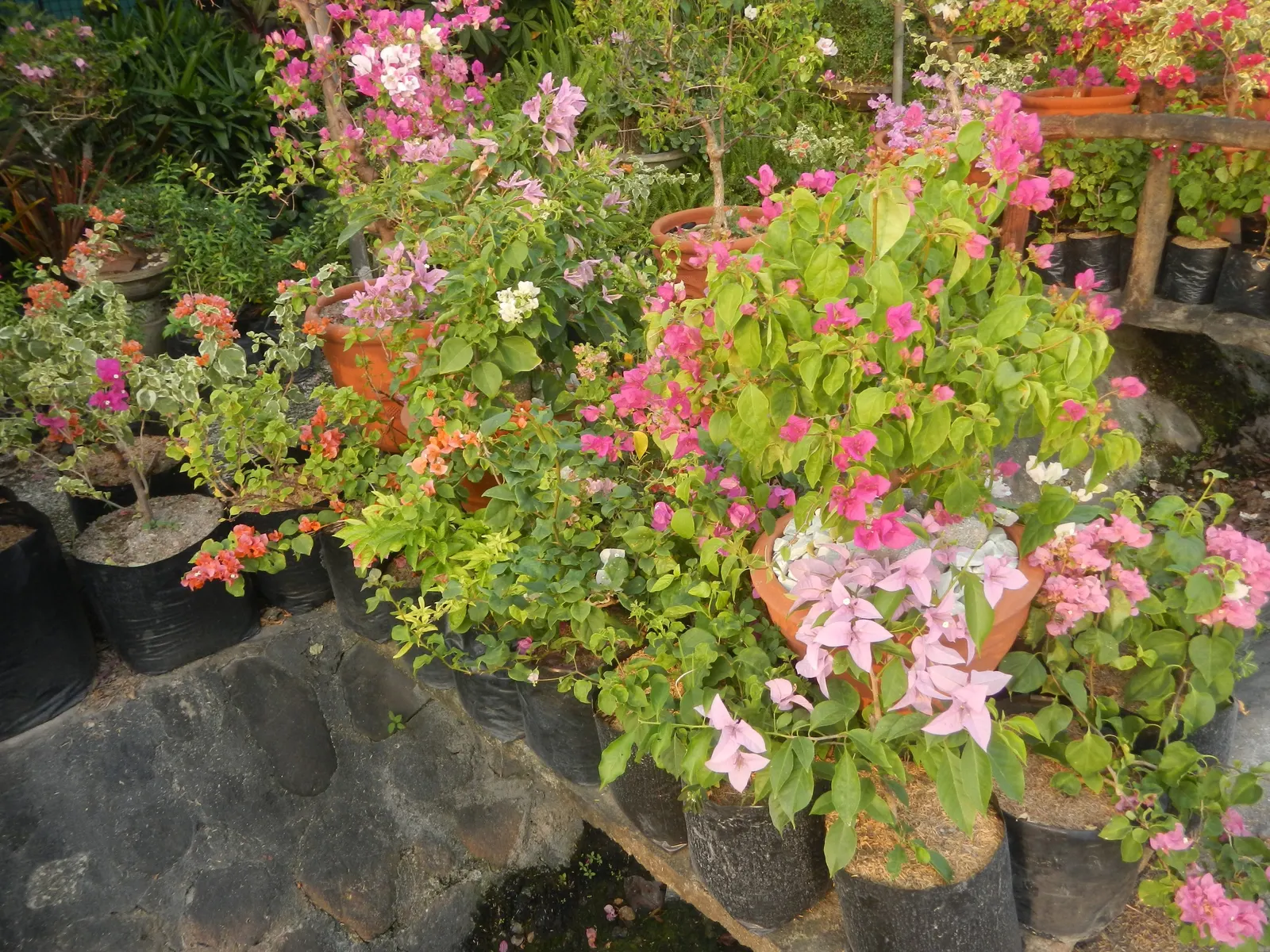Bougainvillea Cultivars (Bougainvillea Cvs.) — creating a cascading display of color; or can be espaliered against walls and fences