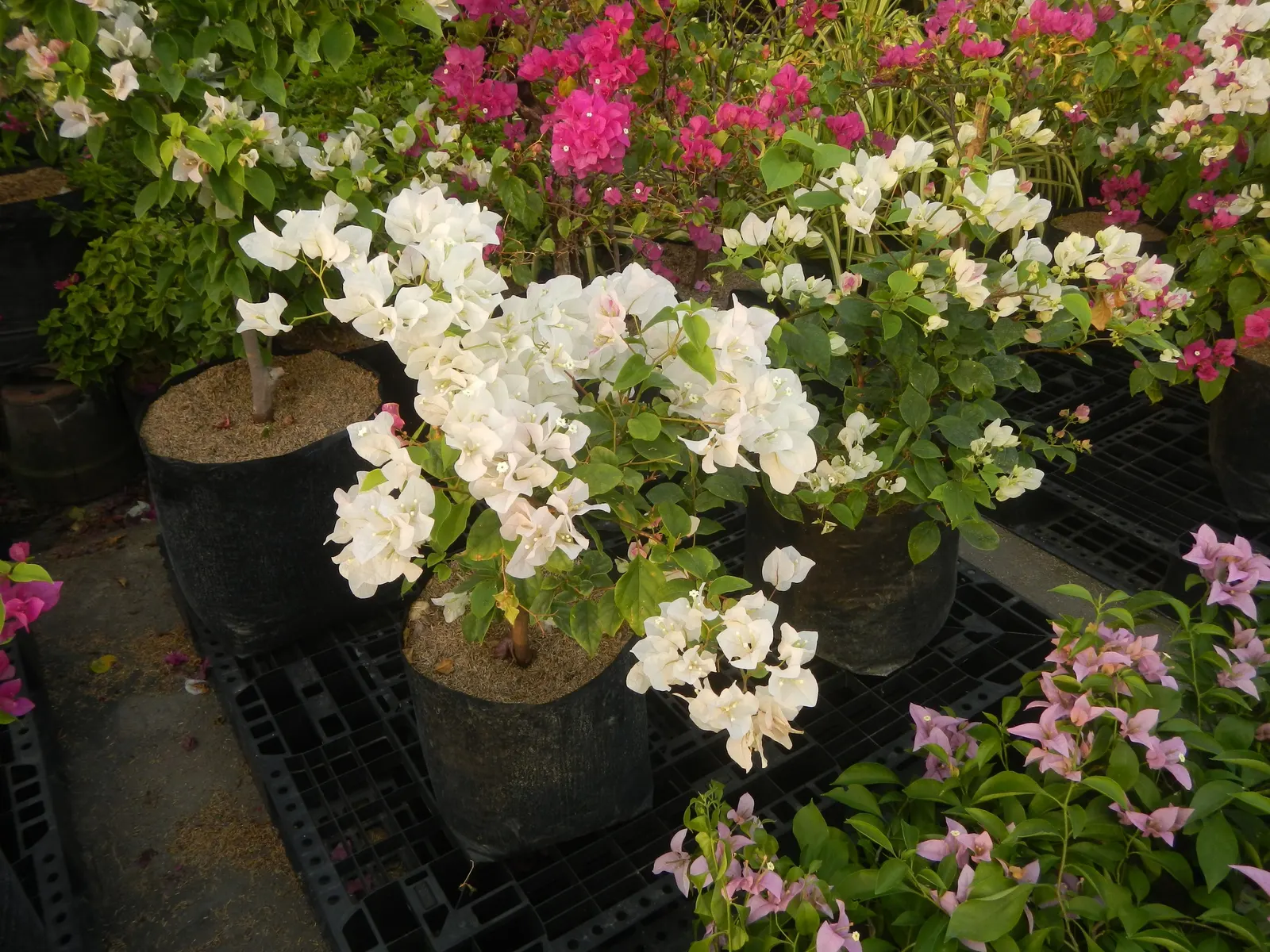 Bougainvillea Cultivars (Bougainvillea Cvs.) — Provide full sun and well-draining soil; requiring at least 6 hours of direct sunlight a day to, image 93