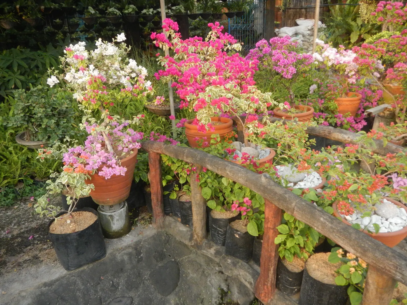 Bougainvillea Cultivars (Bougainvillea Cvs.) — Prune for shape or to contain size; these vigorous vines/sturdy shrubs, ideal for trellises or walls, can reach