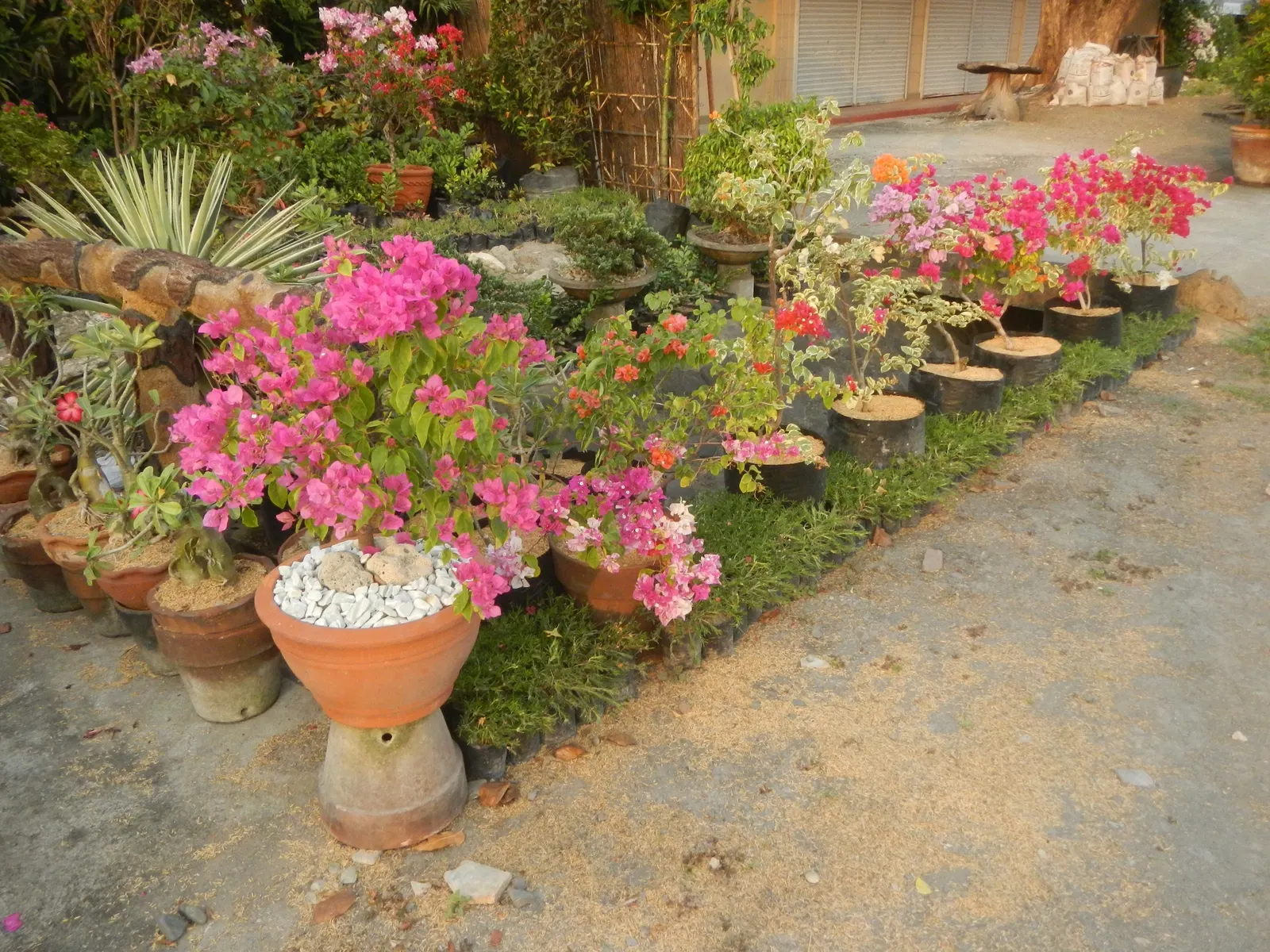 Bougainvillea Cultivars (Bougainvillea Cvs.) — These plants are also relatively frost sensitive; ranging from a compact 3 feet in height and spread, image 80