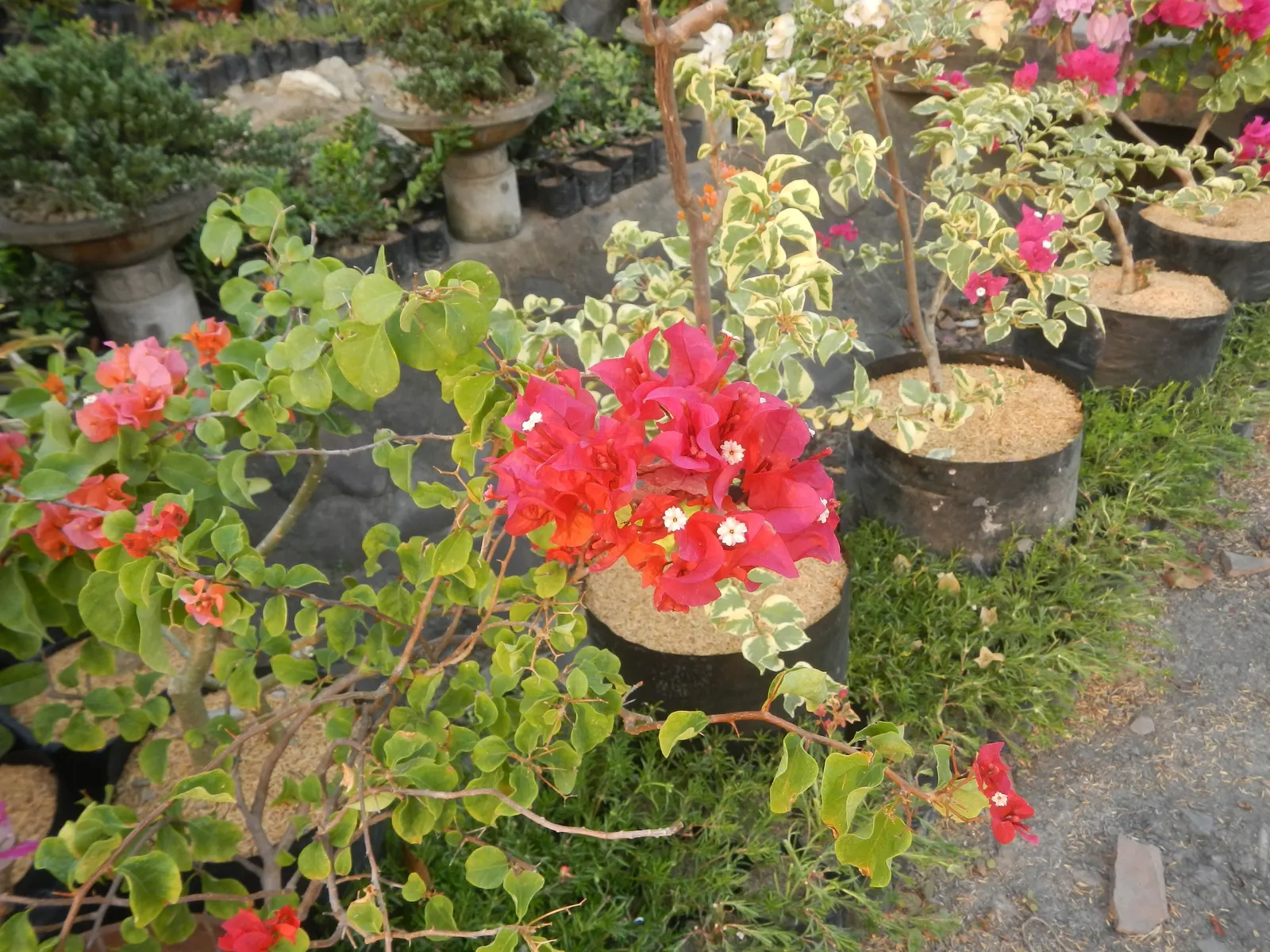 Bougainvillea Cultivars (Bougainvillea Cvs.) — creating a cascading display of color