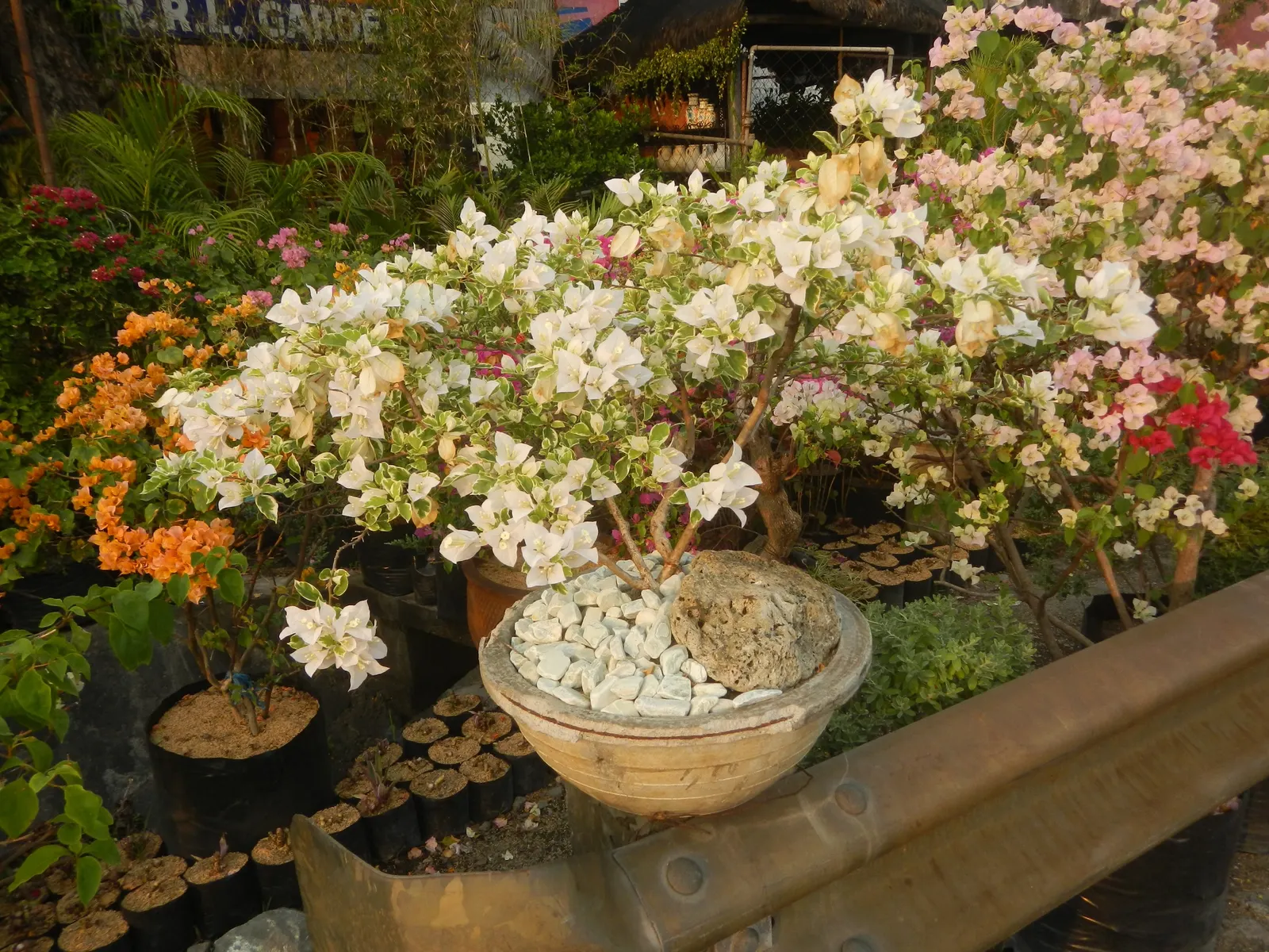 Bougainvillea Cultivars (Bougainvillea Cvs.) — shrub / vine with red blooms